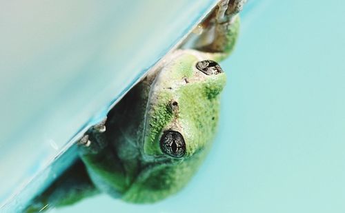Close-up of insect on green leaf
