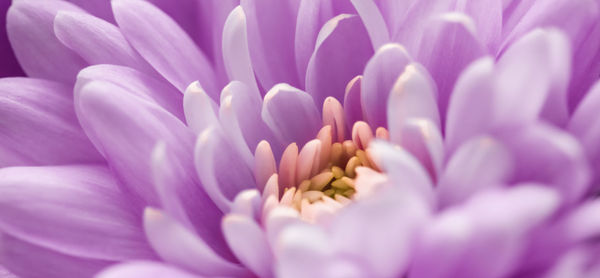 Close-up of purple crocus flower