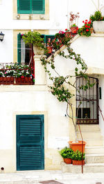 Potted plants on balcony of building