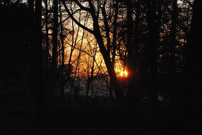 Silhouette trees in forest during sunset