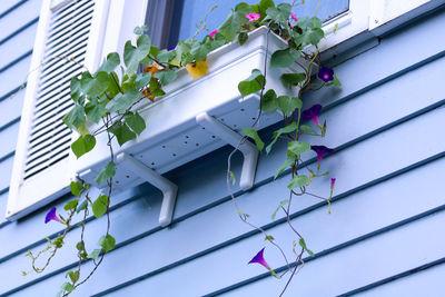 Low angle view of flowering plant on building