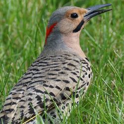 Close-up of a bird looking away