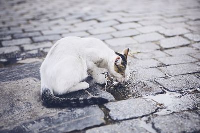 Cat drinking water on footpath