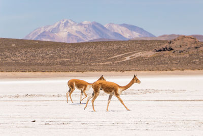 Side view of vicunas walking at desert against mountains