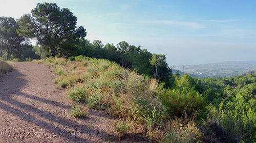 Scenic view of road by trees against sky