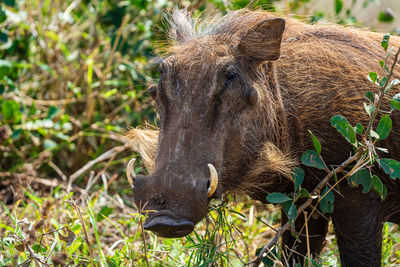 Close-up of warthog on field