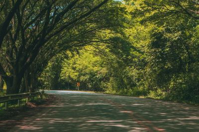 Road amidst trees in forest