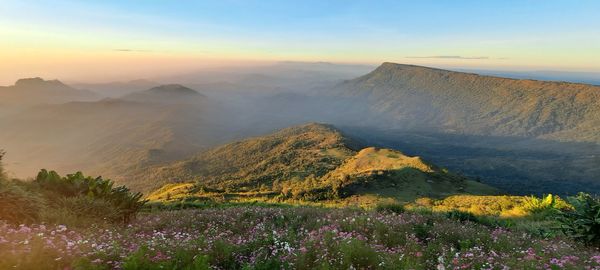 Flowers in the mist and mountains