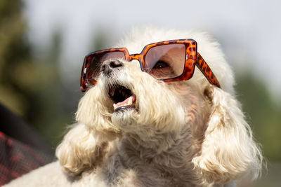 Close-up of woman wearing sunglasses