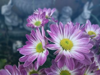 Close-up of pink flowering plants