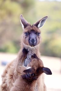 Kangaroo mother holding her baby tight