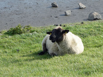 Sheep near the north sea