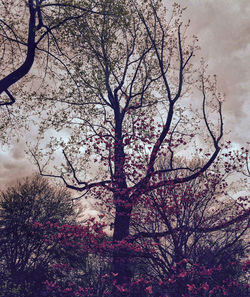 Bare trees against sky