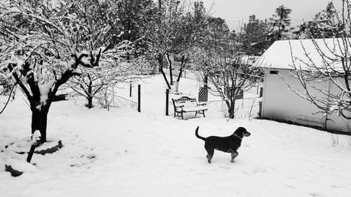 Dog on snow covered landscape