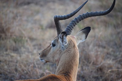 Close-up of deer on field