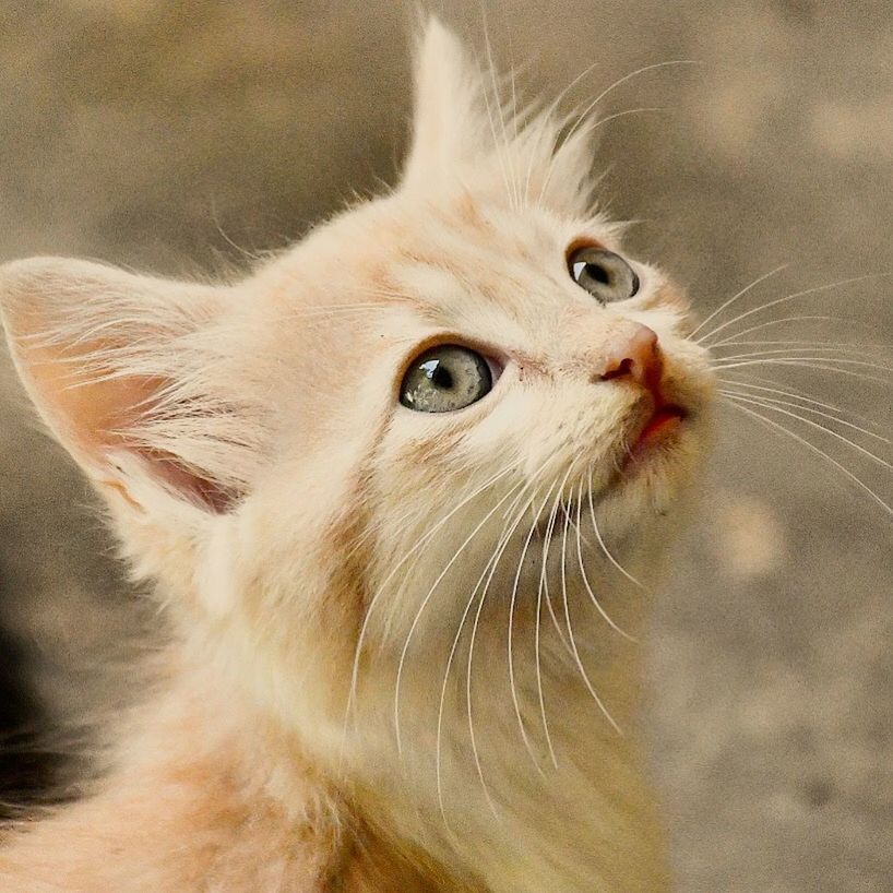 animal themes, animal, cat, domestic, domestic cat, pets, domestic animals, mammal, feline, one animal, whisker, vertebrate, close-up, looking up, looking, looking away, focus on foreground, animal body part, no people, day, animal head, animal eye, snout