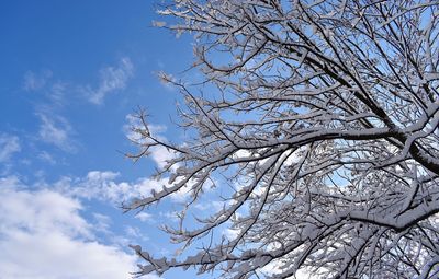 Low angle view of bare tree against sky