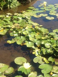 High angle view of lotus water lily in lake