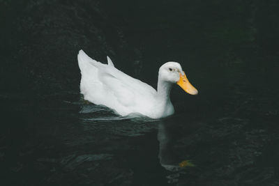 White duck swimming in lake