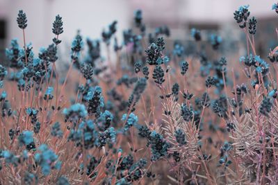 Close-up of flowering plants against cloudy sky