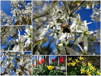 Close-up of flowers against blue sky