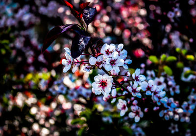 Close-up of pink cherry blossoms in spring