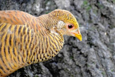 Close-up of a bird