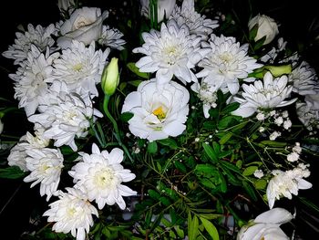 Close-up of white flowering plant