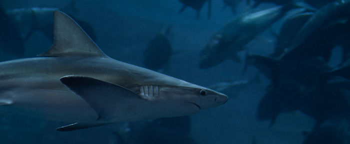 Grey nurse shark swimming