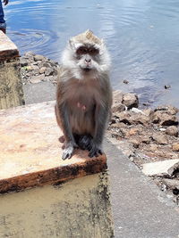 Portrait of monkey sitting on retaining wall