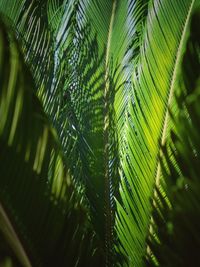 Low angle view of pine tree