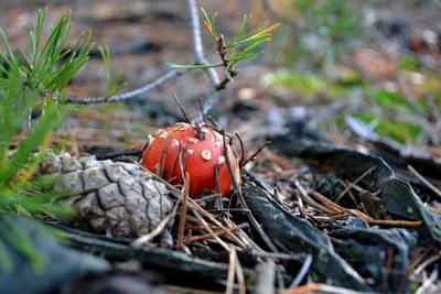 Close-up of fly agaric mushroom