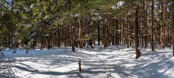 Trees on snow covered landscape