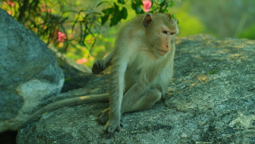 Monkey sitting on rock