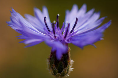 Close-up of purple flowering plant