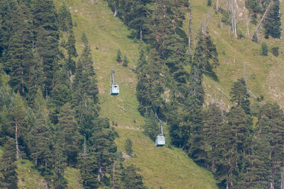 High angle view of trees and plants in forest