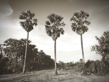 Low angle view of coconut palm trees against sky