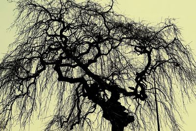 Low angle view of bare trees against sky