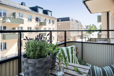 Potted plant on balcony