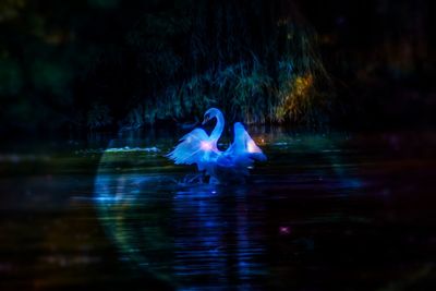 Swan swimming in lake