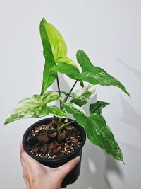 Close-up of hand holding plant over white background