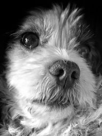 Close-up portrait of dog