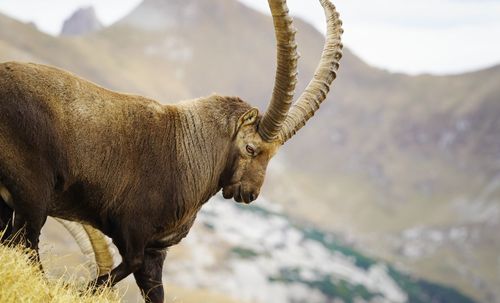Imposing male ibex in the swiss alps.