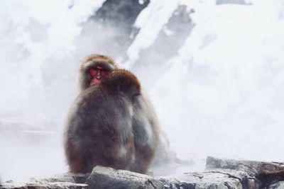 Close-up of monkey on rock in snow