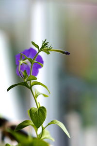 Close-up of plant