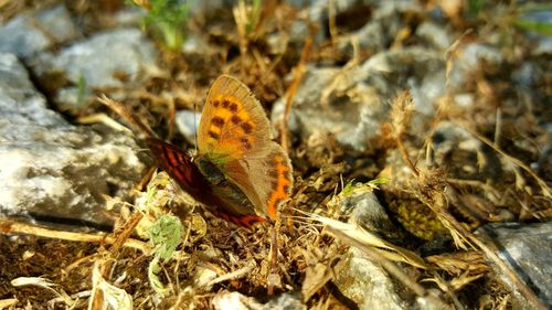 High angle view of butterfly on leaf