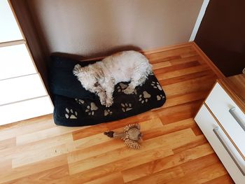 High angle view of cat on hardwood floor