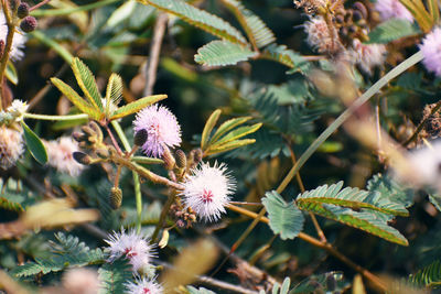 Close-up of flowering plant