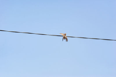 Low angle view of bird perching on cable against clear sky