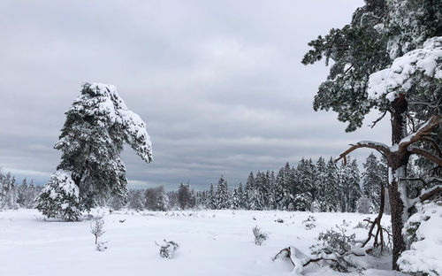 Trees on snow covered field against sky